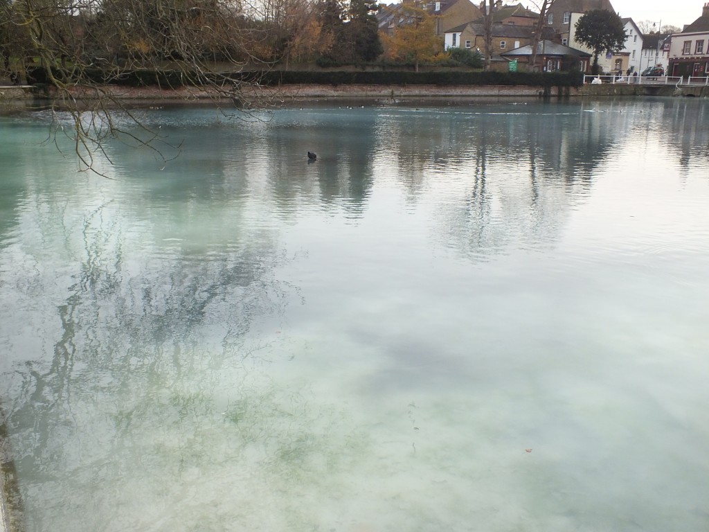 The White Carshalton Ponds